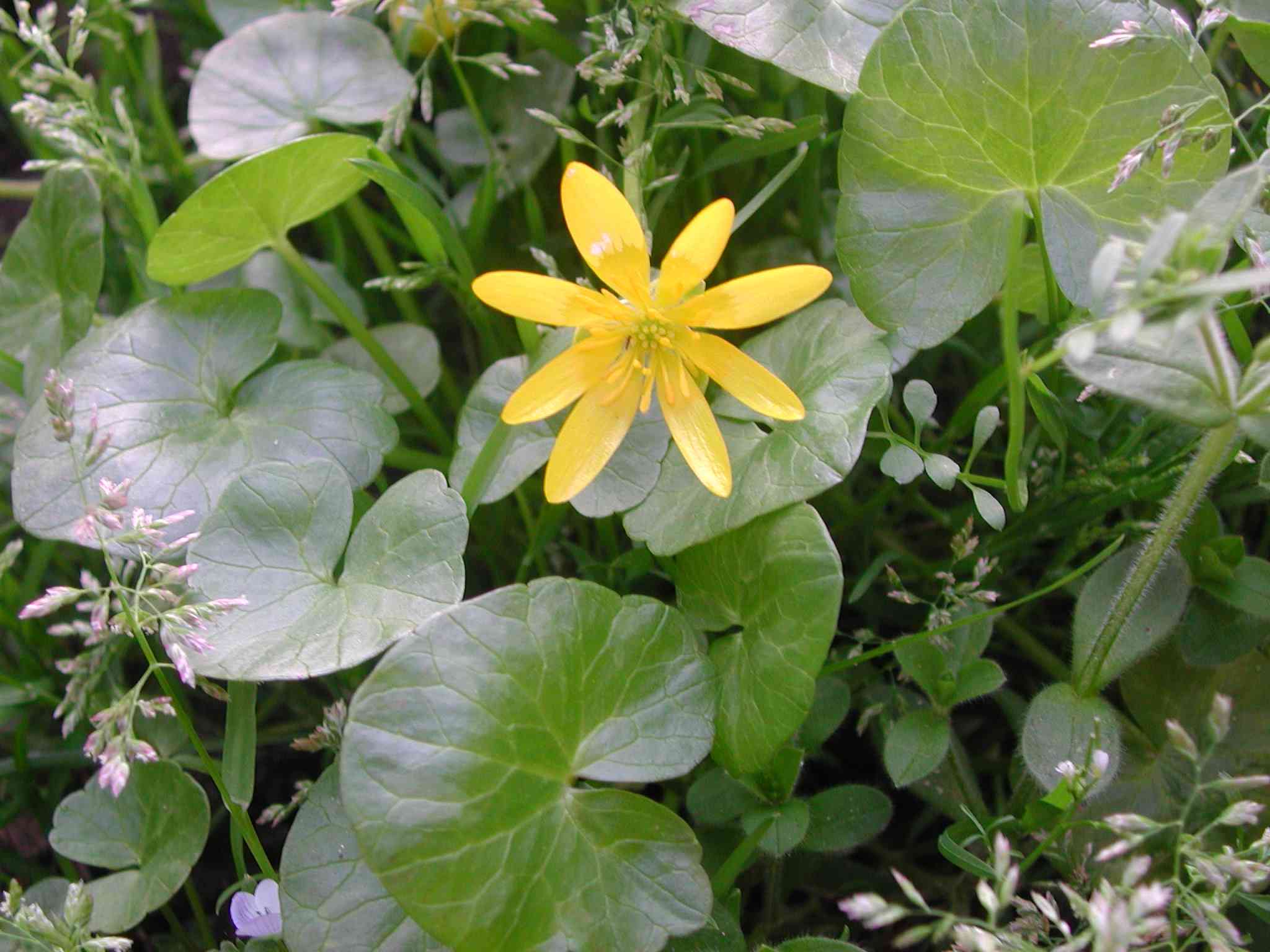 fiore giallo - Ranunculus ficaria sl.